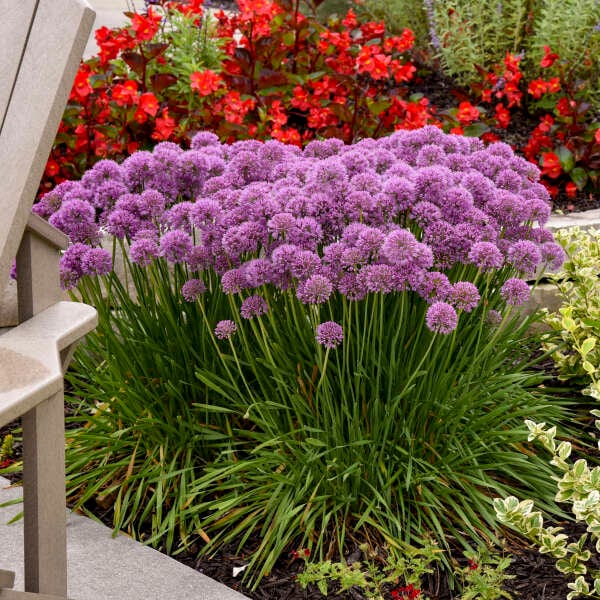 Onion Ornamental-‘Serendipity' - Purple Everblooming Globe Flowers - Allium Perennial Deer and Rabbit Proof -Flower Arrangements