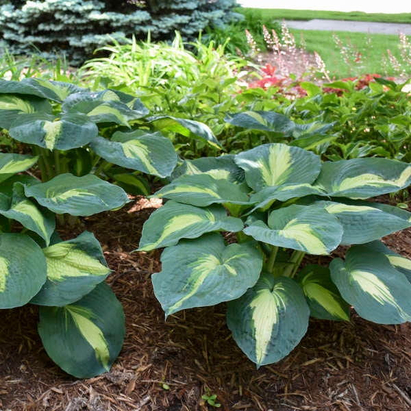 Hosta 'Hudson Bay' -  Award Winning Variegated Hosta! - Hosta - Perennial