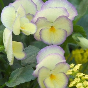 May include: Close-up of yellow and purple pansies with ruffled edges. The flowers have a yellow center and are surrounded by a ring of purple.