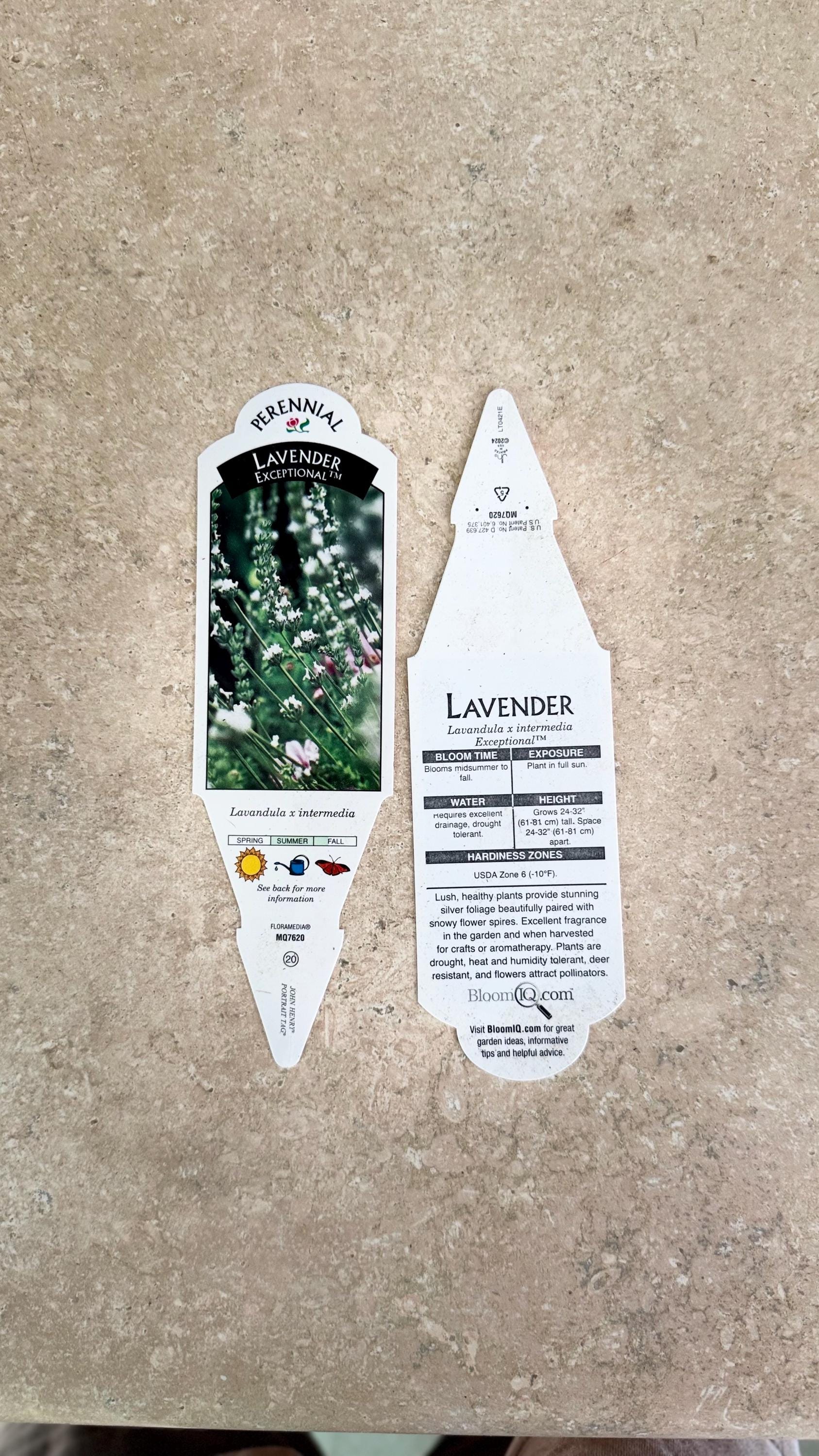 Lavender 'exceptional' Fragrant White Flowers & Foliage