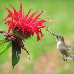 May include: A hummingbird with green and brown feathers hovers near a red bee balm flower with long, thin petals.