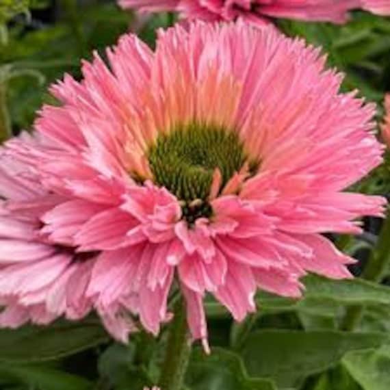 Coneflower Double ‘Salmon' Huge 4", Salmon-pink double flowers- Echinacea Perennial Plant - Attracts Pollinators -flower bouquets