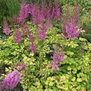False Spirea ‘Amber Moon’ - Bright Gold Foliage with Purple Flowers! -Astilbe Perennial - Deer & Rabbit Proof- Flower Bouquets