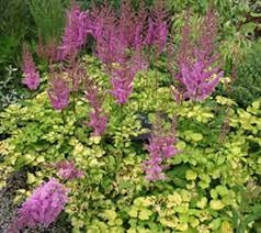 False Spirea ‘Amber Moon’ - Bright Gold Foliage with Purple Flowers! -Astilbe Perennial - Deer & Rabbit Proof- Flower Bouquets