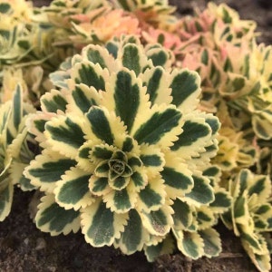 Stonecrop ‘Atlantis’ - Variegated Evergreen Non-Flowering - Sedum Perennial -Succulent - Deer and Rabbit Proof