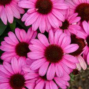 Coneflower ‘The Fushia is Bright’ - NEW! Huge Fushia Pink Flowers - Echinacea Color Coded Series- Perennial - Attracts Birds and Pollinators