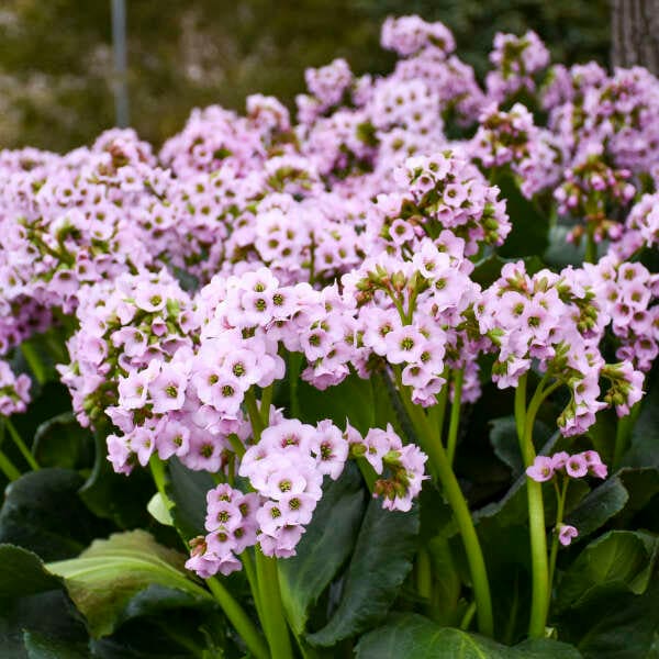 Pigsqueak ‘Fairytale Romance’ - Huge Candelabras of Pink Flowers - Bergenia - Perennial - Critter resistant - Attracts Pollinators