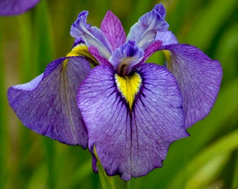 Iris Pseudata ‘Purple Dragon's Valley' Huge 6-7” Purple-Red flowers, Deep Purple Veins, Yellow signals-Iris Perennial Plant- flower bouquets