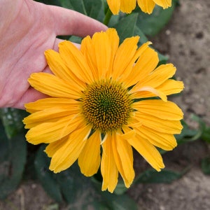 Coneflower ‘One in a Melon’- Huge 5-6” unique Melon Colored Flowers - Echinacea Perennial-Attracts Birds and Pollinators-Flower arrangements