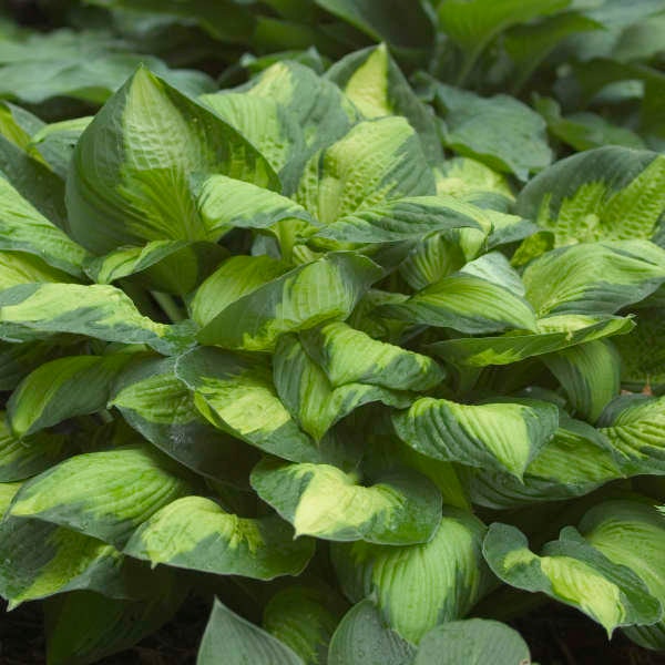 Hosta 'Captain Kirk' - Dark Green Margins with Gold Centered Variegation - Hosta Perennial - Attracts Pollinators