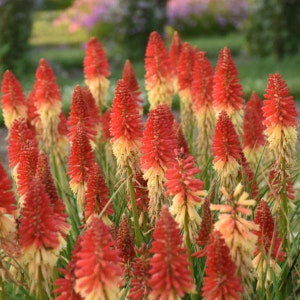 May include: A close-up of a cluster of red and yellow foxtail lilies in bloom. The flowers are tall and slender, with a pointed tip. The flowers are arranged in a dense cluster, creating a vibrant display of color.