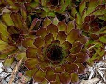 Poules et poussins « noirs » feuilles persistantes noir-vert - Sempervivum succulente vivace - attire les pollinisateurs - cerfs et lapins