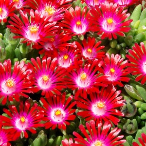 Ice Plant ’Saucy Strawberry’ Vivid Red flowers - HotCakes Delosperma - Succulent - Perennial  - Attracts Butterflies and Pollinators