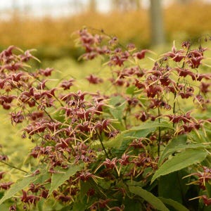 May include: A close-up of a plant with delicate, maroon-colored flowers with long, thin stems. The flowers are clustered together and have a slightly drooping appearance. The plant has green leaves and is growing in a garden setting.