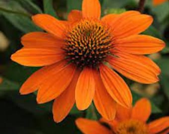 Coneflower 'Adobe Orange’ - Stunning Orange Flowers- Echinacea Sombrero Series - Perennial  - Attracts Birds and Pollinators