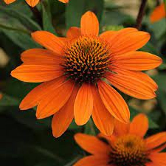 Coneflower 'Adobe Orange Sombrero’ Stunning Orange Flowers with dark cone- Echinacea Perennial Plant- Attracts Birds and Pollinators