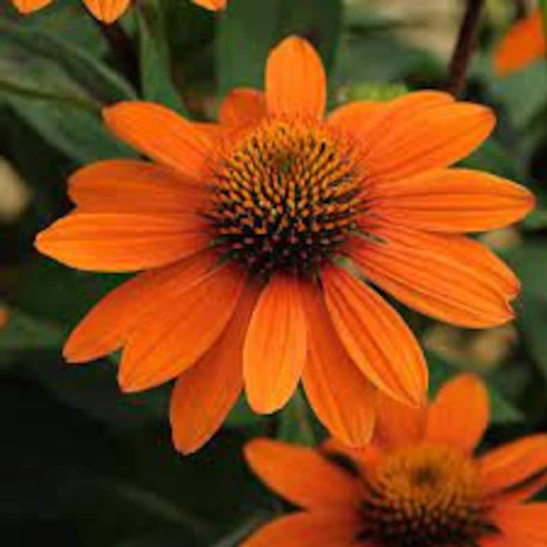 Puede incluir: Una equin&aacute;cea naranja con un centro marr&oacute;n oscuro. La flor tiene muchos p&eacute;talos y est&aacute; en plena floraci&oacute;n.