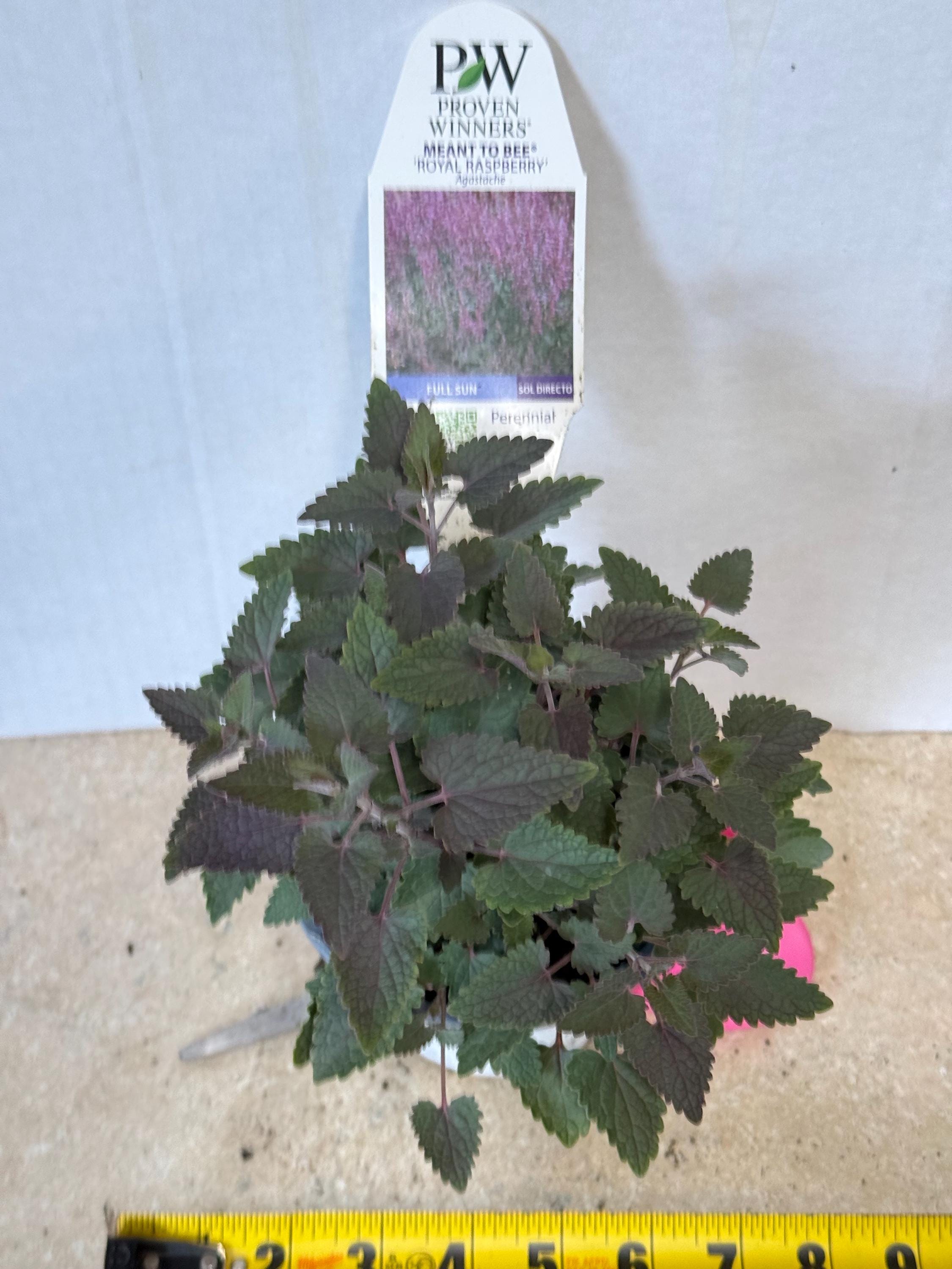 Anise ‘royal Raspberry' Vivd Rosy-purple-burgundy Flowers, Fragrant ...