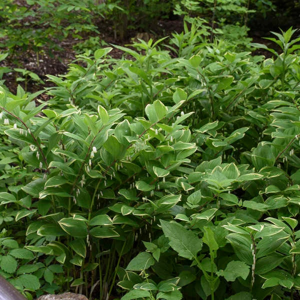 Variegated Solomon’s Seal - Dainty, White Bell flowers held below Variegated leaves - Polygonatum Perennial -  deer and rabbit resistant