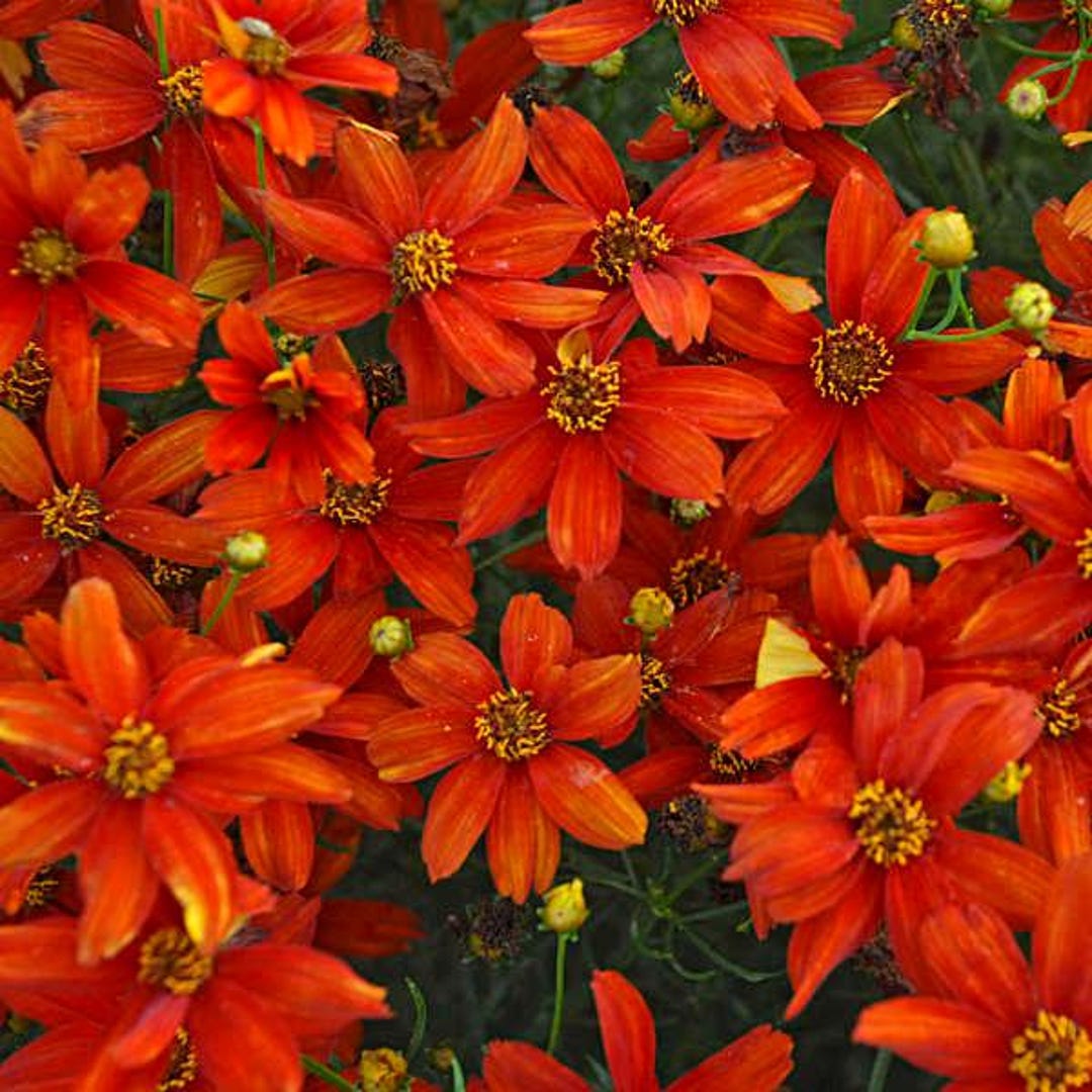 Tickseed 'crazy Cayenne' Fiery Sunset-orange-red Flowers Atop