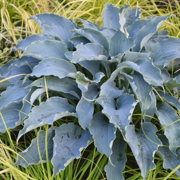 Hosta ‘Tears in Heaven’ - Heavily ruffled intense Blue pointed leaves - Perennial Hosta- attract pollinators - Shade garden