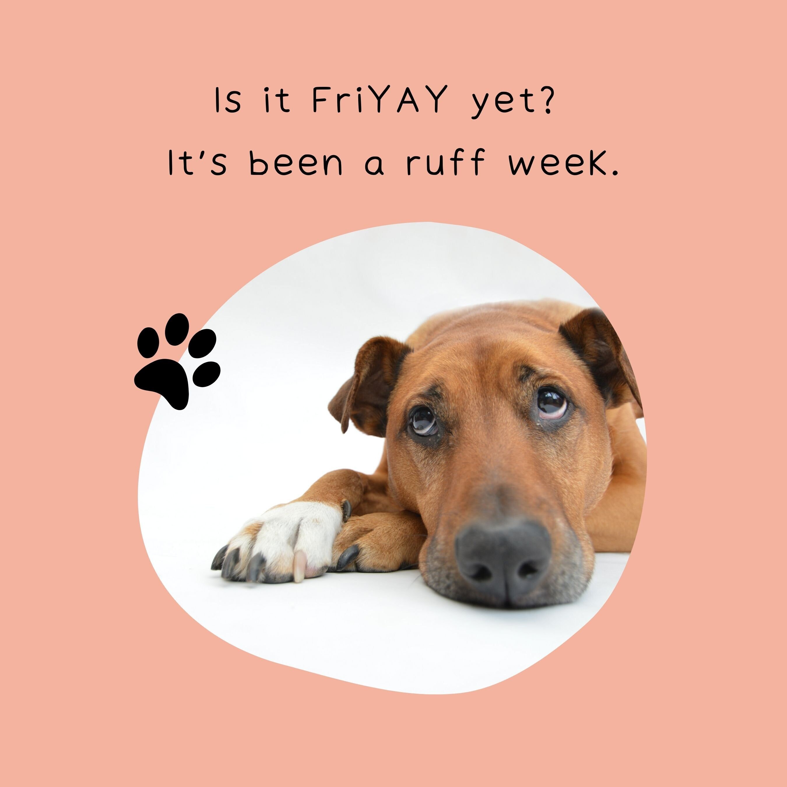 Dog Instagram Template Cute Dog Instagram Captions Dog - Etsy Dog Instagram Template Cute Dog Instagram Captions Dog - Etsy