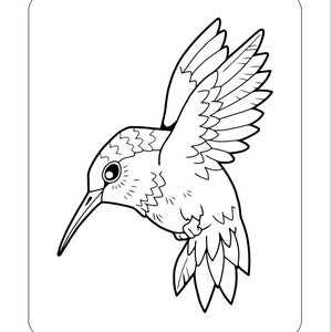 20 Bird Coloring Pages Printable Digital Download Coloring book Pages