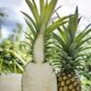 K&ouml;nnte beinhalten: Eine geschnittene Ananas mit einem Schnittabschnitt und eine ganze Ananas mit gr&uuml;nen, stacheligen Bl&auml;ttern. Die &auml;u&szlig;ere Schale der ganzen Ananas ist braun strukturiert. Die geschnittene Ananas ist wei&szlig;.