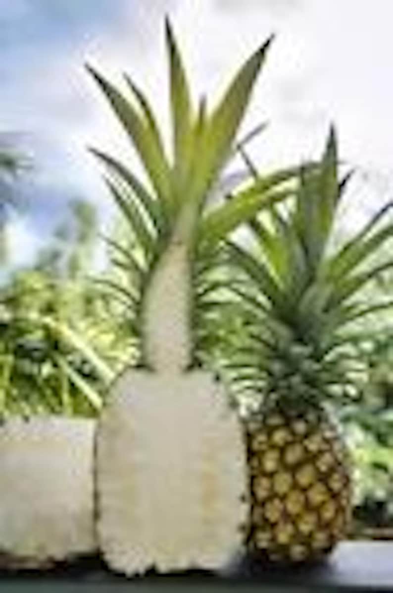 K&ouml;nnte beinhalten: Eine geschnittene Ananas mit einem Schnittabschnitt und eine ganze Ananas mit gr&uuml;nen, stacheligen Bl&auml;ttern. Die &auml;u&szlig;ere Schale der ganzen Ananas ist braun strukturiert. Die geschnittene Ananas ist wei&szlig;.
