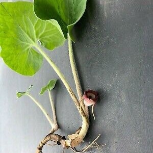 10 Wild Ginger Plants Bare Roots Asarum Canadense Organic Planting Stock Perennial image 2