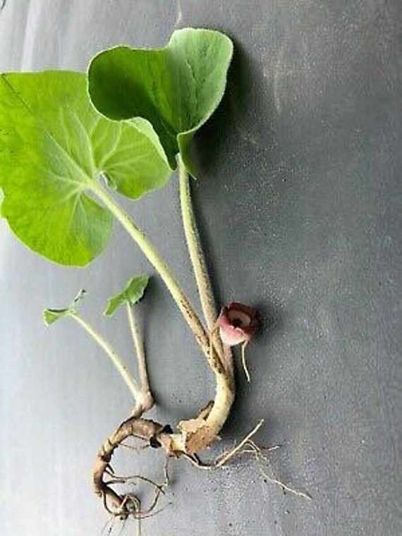 wild ginger plant