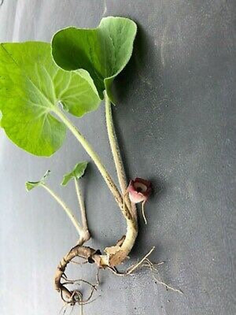 10 Wild Ginger Plants Bare Roots Asarum Canadense Organic Planting Stock Perennial image 2