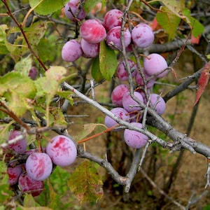 May include: Close-up of a plum tree branch laden with ripe plums. The plums are a mix of purple and red hues, with a smooth, glossy skin. Green and yellow leaves provide a backdrop to the fruit, with the branches showing a natural, organic texture.