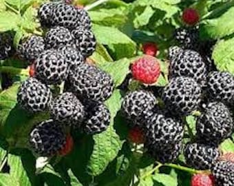 May include: Close-up of a blackberry bush with ripe blackberries and a few red raspberries. The blackberries are clustered together on the branches, and the leaves are green.