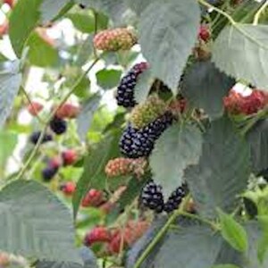 May include: Close-up of a blackberry bush with green leaves and various stages of ripening berries. Some berries are red, some are green, and some are fully ripe and black.