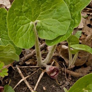 10 Wild Ginger Plants Bare Roots Asarum Canadense Organic Planting Stock Perennial image 6