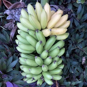 May include: A close-up shot of two bunches of bananas. One bunch is a vibrant green, while the other transitions from green to a pale yellow. The bananas are surrounded by lush green and purple foliage, creating a natural, fresh aesthetic.