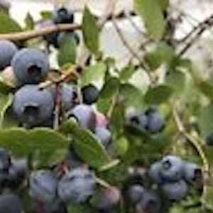 May include: Close-up of a blueberry bush with ripe blueberries growing on the branches. The blueberries are a deep blue color and are clustered together on the stems. The leaves of the bush are green and lush.