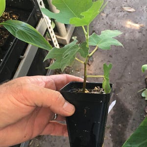 Fig Ree Sapling 5 Olympian Fig Tree Start Plants - Cold Hardy, Sweet Purple Fruit - Etsy