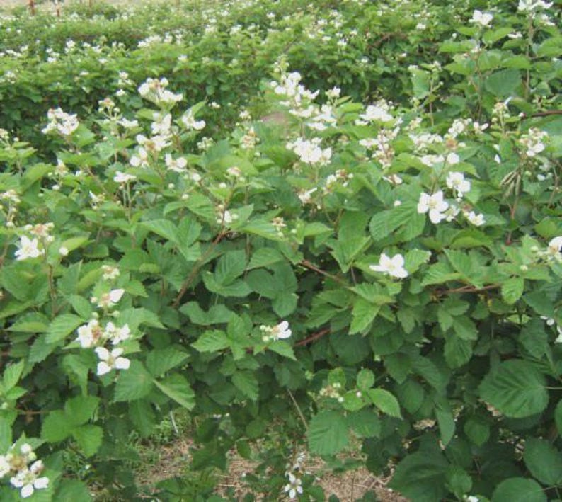 Puede incluir: Primer plano de un arbusto de zarzamoras en flor, con hojas verdes vibrantes y peque&ntilde;as flores blancas. La imagen captura la belleza natural de la planta, con m&uacute;ltiples flores y follaje exuberante. El arbusto est&aacute; en un campo.