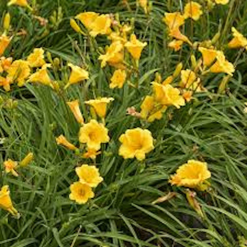 CaneCreekMeadows Stella De Oro Daylily - Thumbnail 2