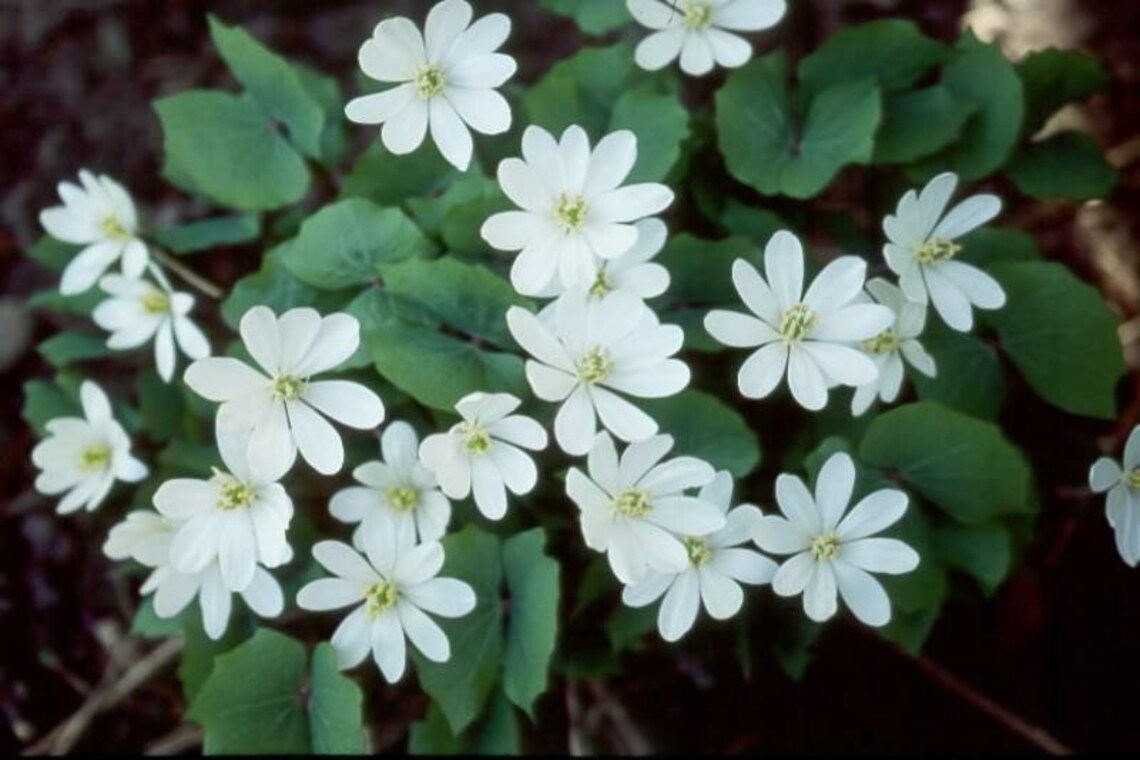 20 Twin Leaf Plants Bare Roots Perennial Jeffersonia Diphylla Etsy