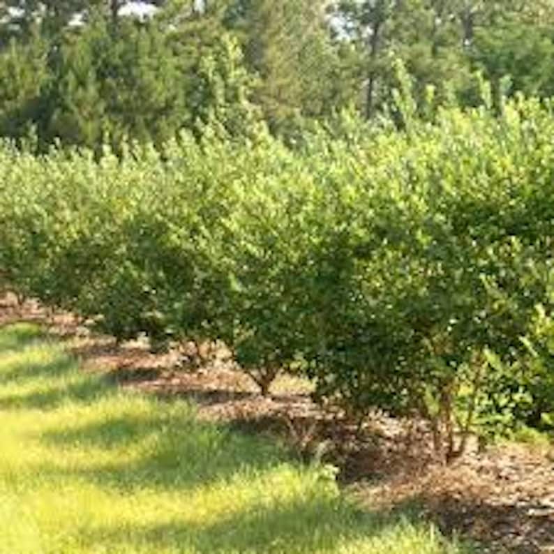 3 Goji Berry Plant Lycium Barbarum Fruit Starter Plant - Etsy