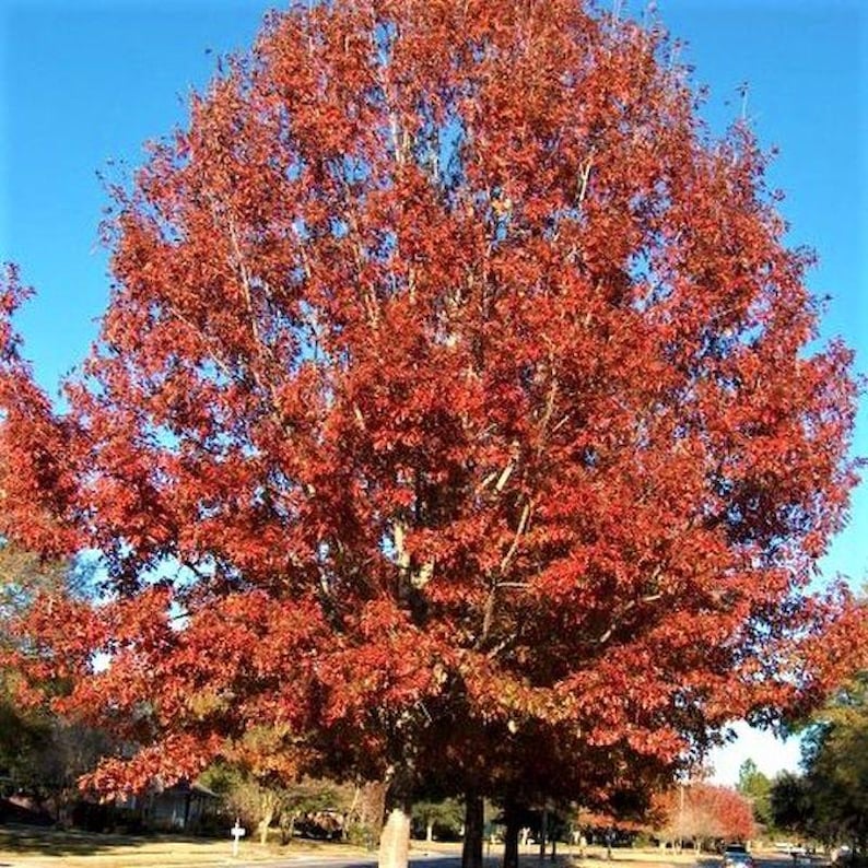 5 Northern Red Oak Tree 12-24" Quercus Rubra Bare Root Starter Plant - Etsy