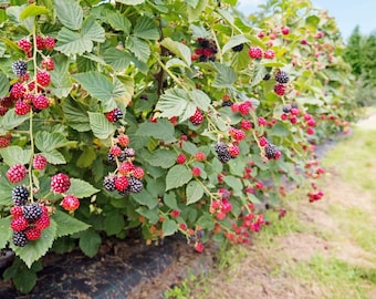 May include: A close-up of a blackberry bush laden with ripe berries. The berries range in color from deep purple to bright red, contrasting with the green leaves. The image captures the abundance of a summer harvest.