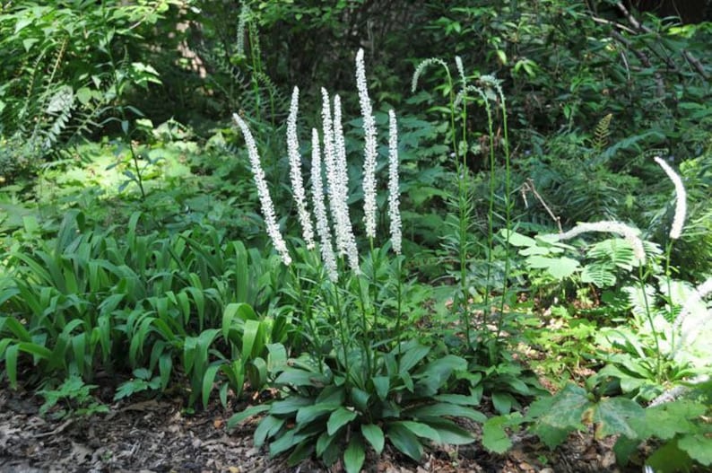 Puede incluir: Un grupo de flores blancas con tallos largos y delgados que crecen en un exuberante jard&iacute;n verde.