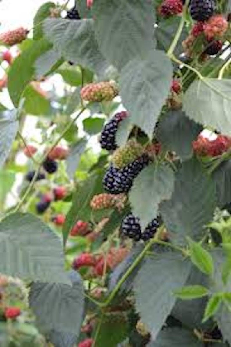 May include: Close-up of a blackberry bush with green leaves and various stages of ripening berries. Some berries are red, some are green, and some are fully ripe and black.