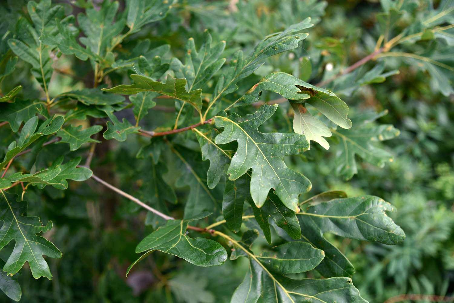 5 White Oak Tree 12-24" Quercus Alba Bare Root Starter Plant - Etsy