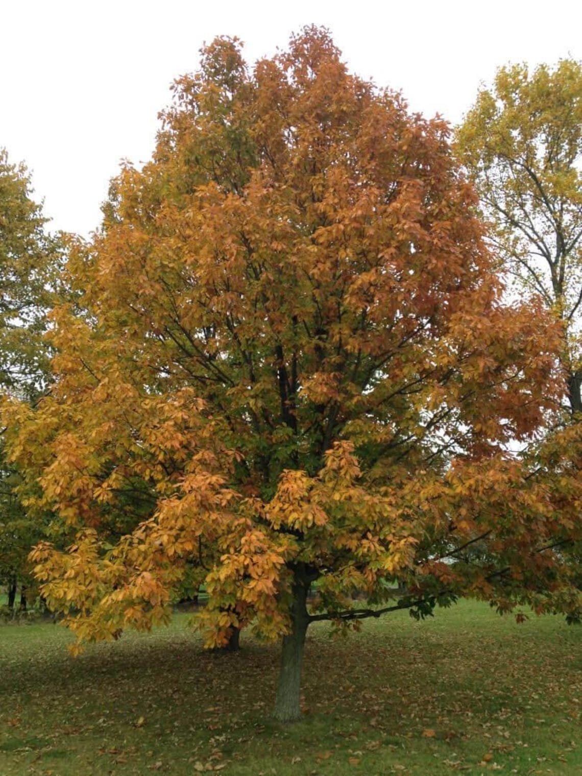 5 Chestnut Oak Tree 12-24" Quercus Montana Bare Root Starter Plant - Etsy