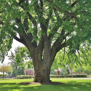 May include: A large, mature tree with a thick, textured trunk and expansive branches covered in vibrant green leaves. The tree dominates a grassy lawn, with buildings and other trees visible in the background, under a bright sky.
